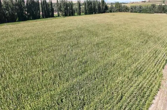 Hasadı başladı, 200 bin ton rekolte bekleniyor